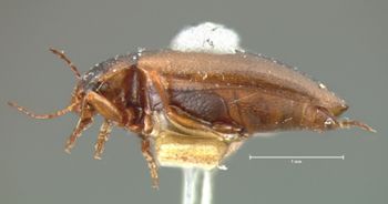 Media type: image;   Entomology 6027 Aspect: habitus lateral view